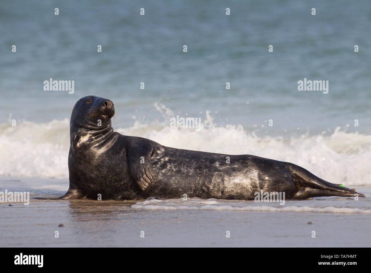 Grey Seal (Halichoerus grypus). Male in surf. Helgoland, Germany Stock Photo