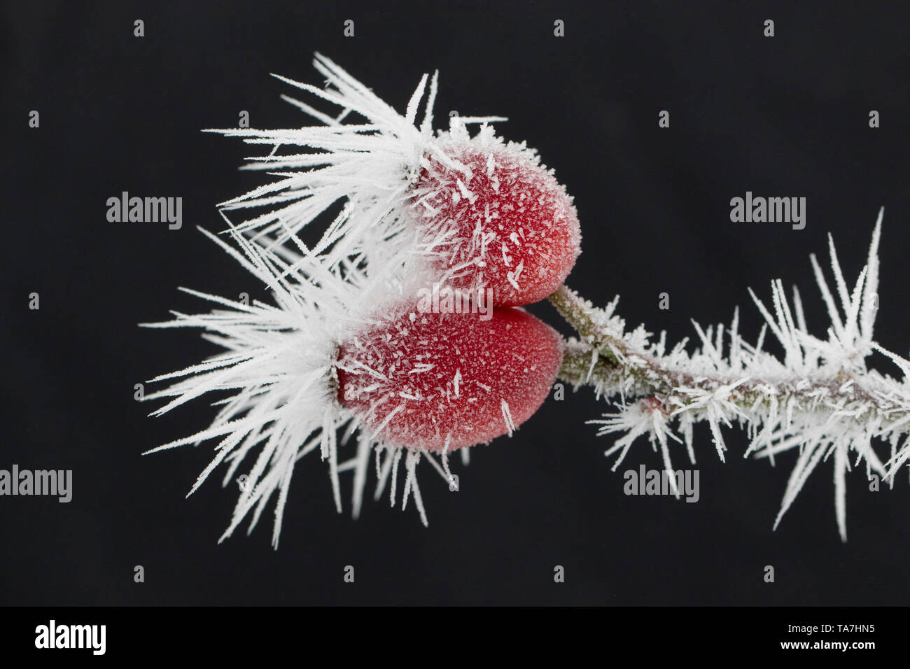 Dog Rose (Rosa canina), rose hips in hoar frost. Germany Stock Photo ...