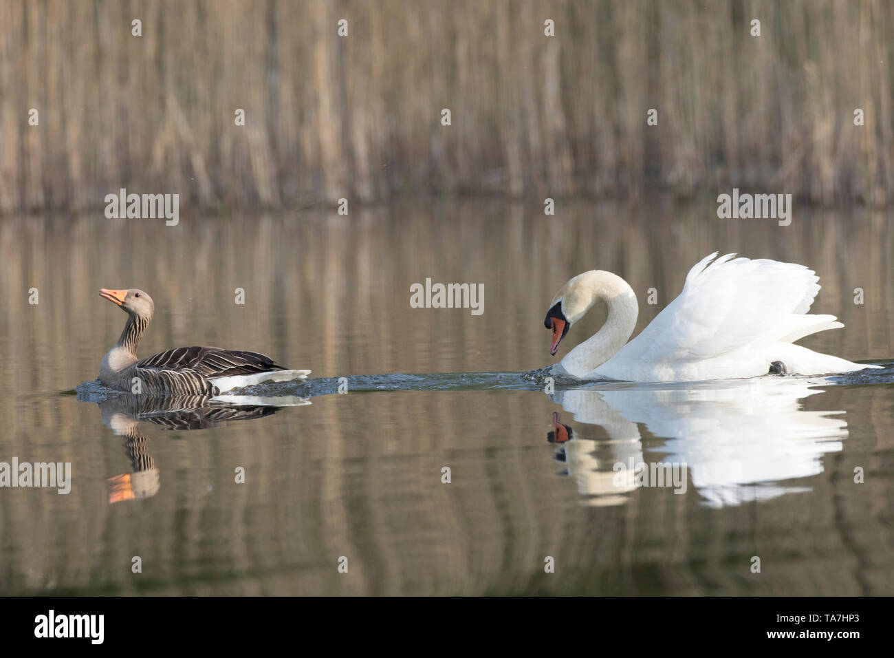 Male Mute Swan (Cygnus olor) chasing a Graylag Goose, Greylag Goose (Anser anser). Schleswig-Holstein, Germany Stock Photo