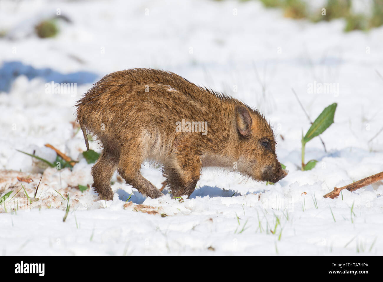 Wild Boar (Sus scrofa). Piglet standing in snow. Germany Stock Photo