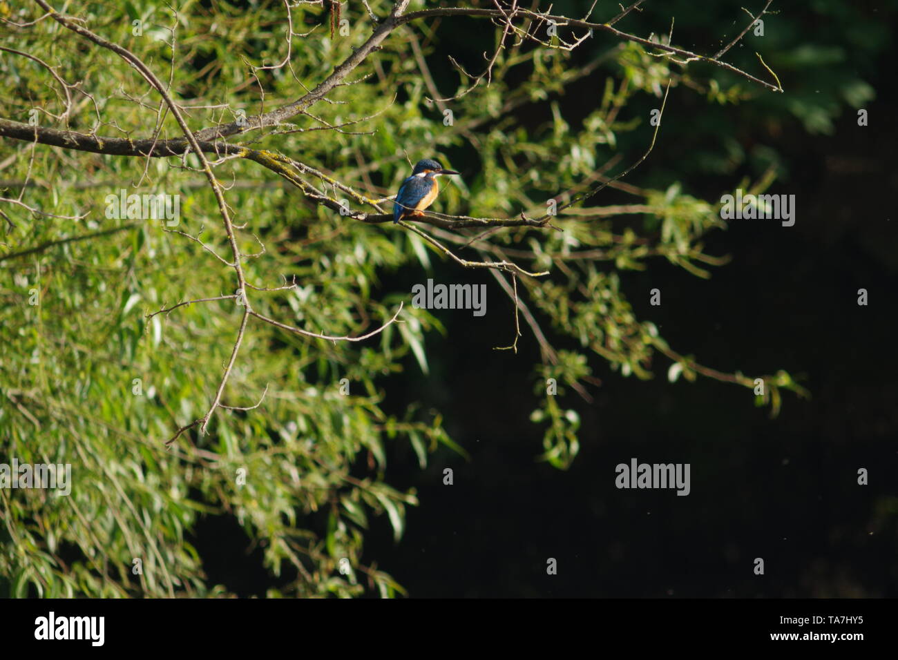 Perched Eurasian Kingfisher (Alcedo atthis) on the River Exe at Salmon ...