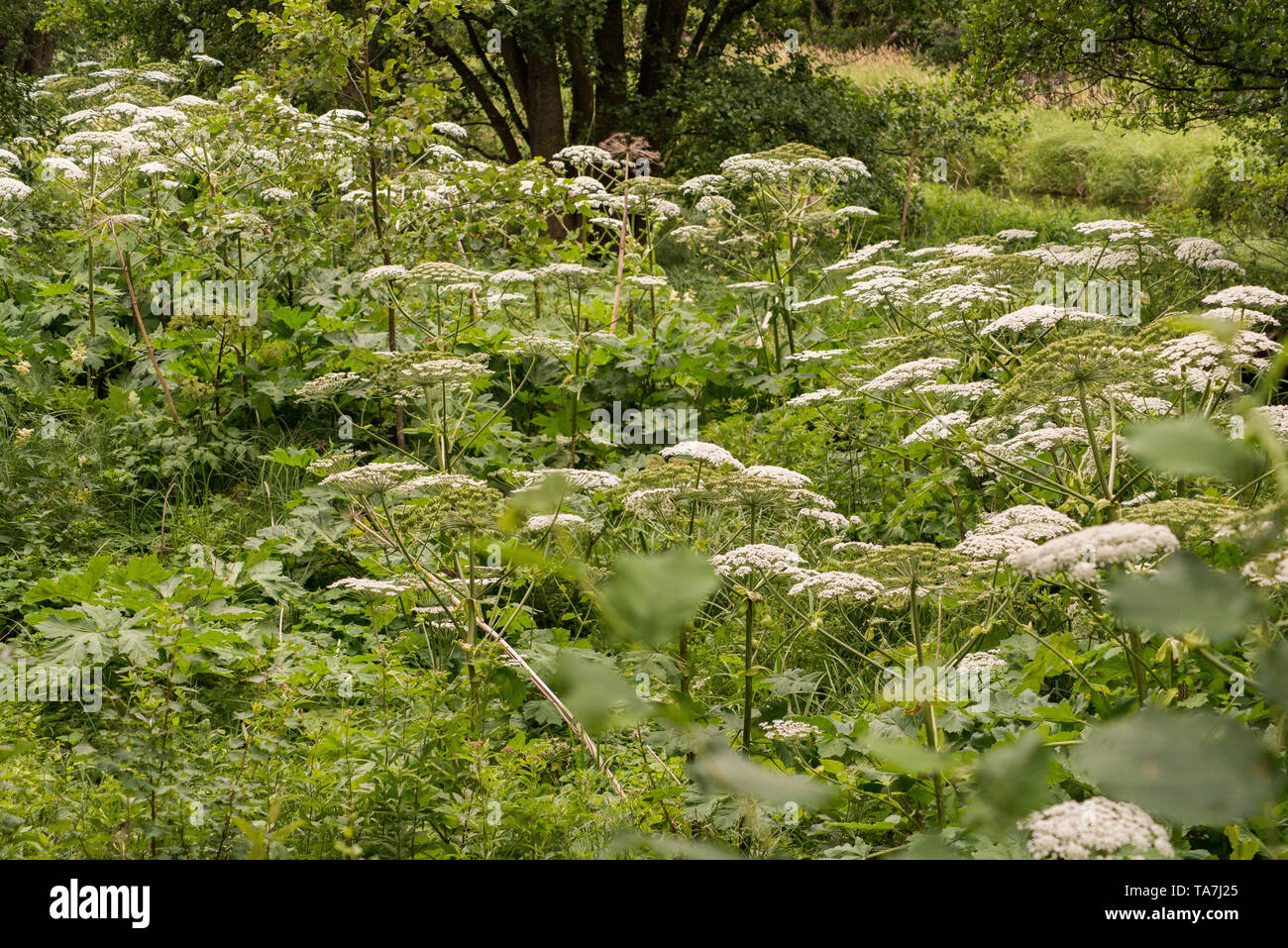 Sosnowsky's hogweed, Heracleum sosnowskyi. Dangerous plant causing