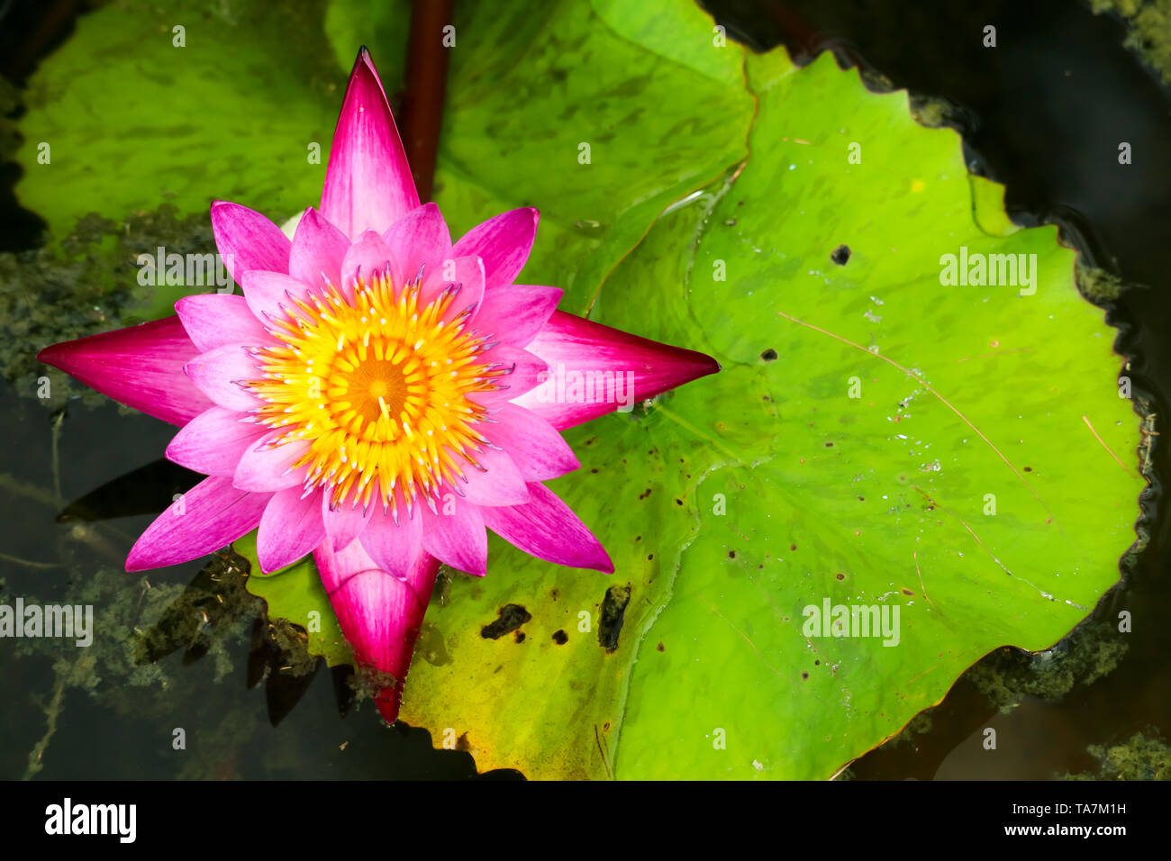 Lotus flower blooming on surface in the swamp full of leaves on water