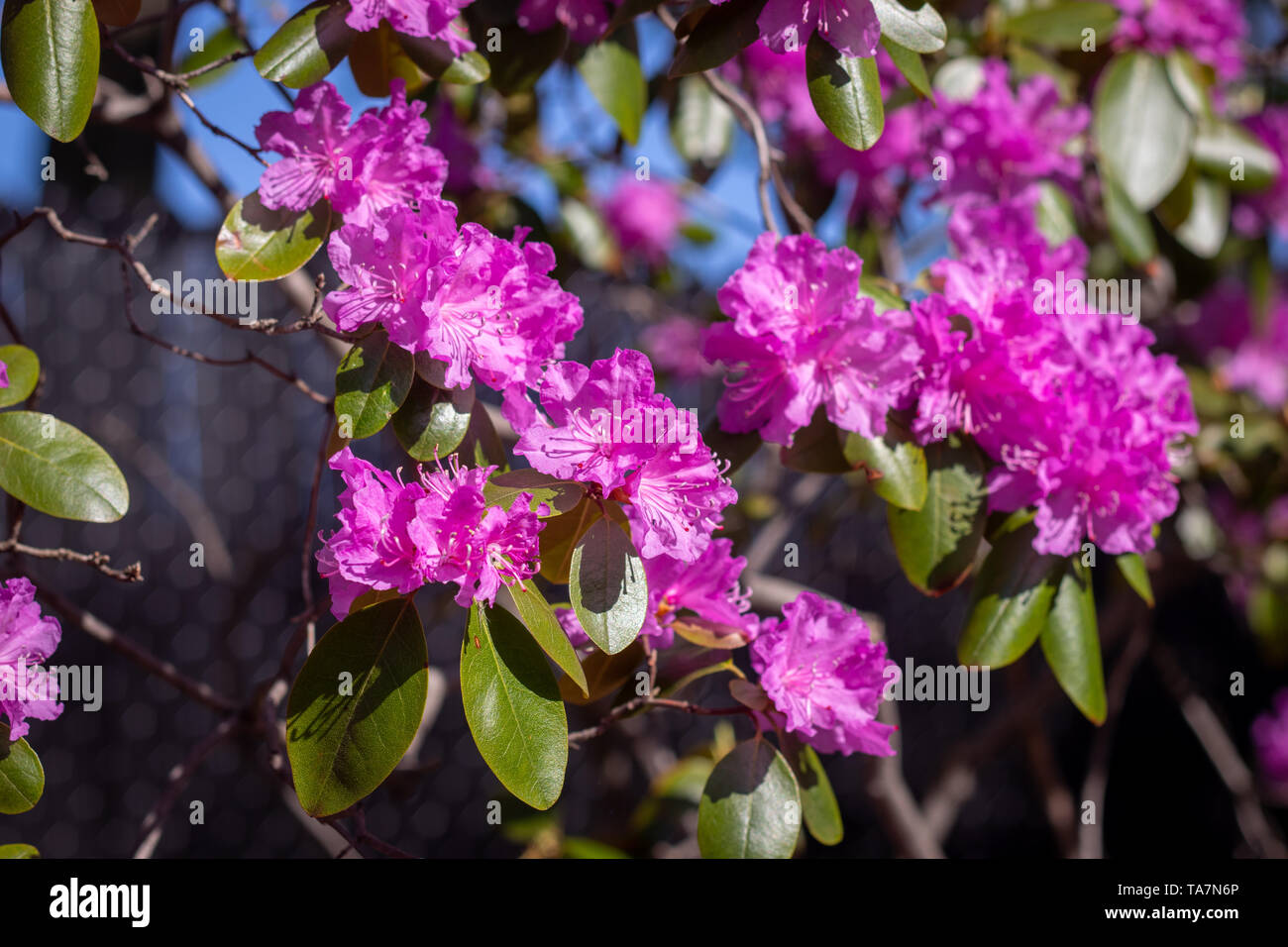 Rhododendron trees woody plants in the heath family closeup at spring full bloom Stock Photo