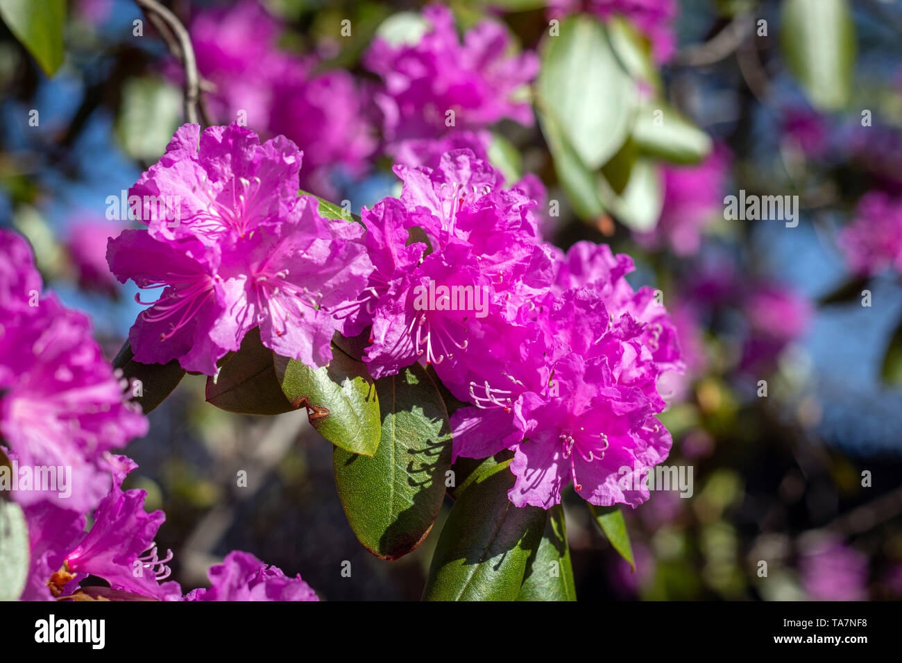Rhododendron trees woody plants in the heath family closeup at spring full bloom Stock Photo