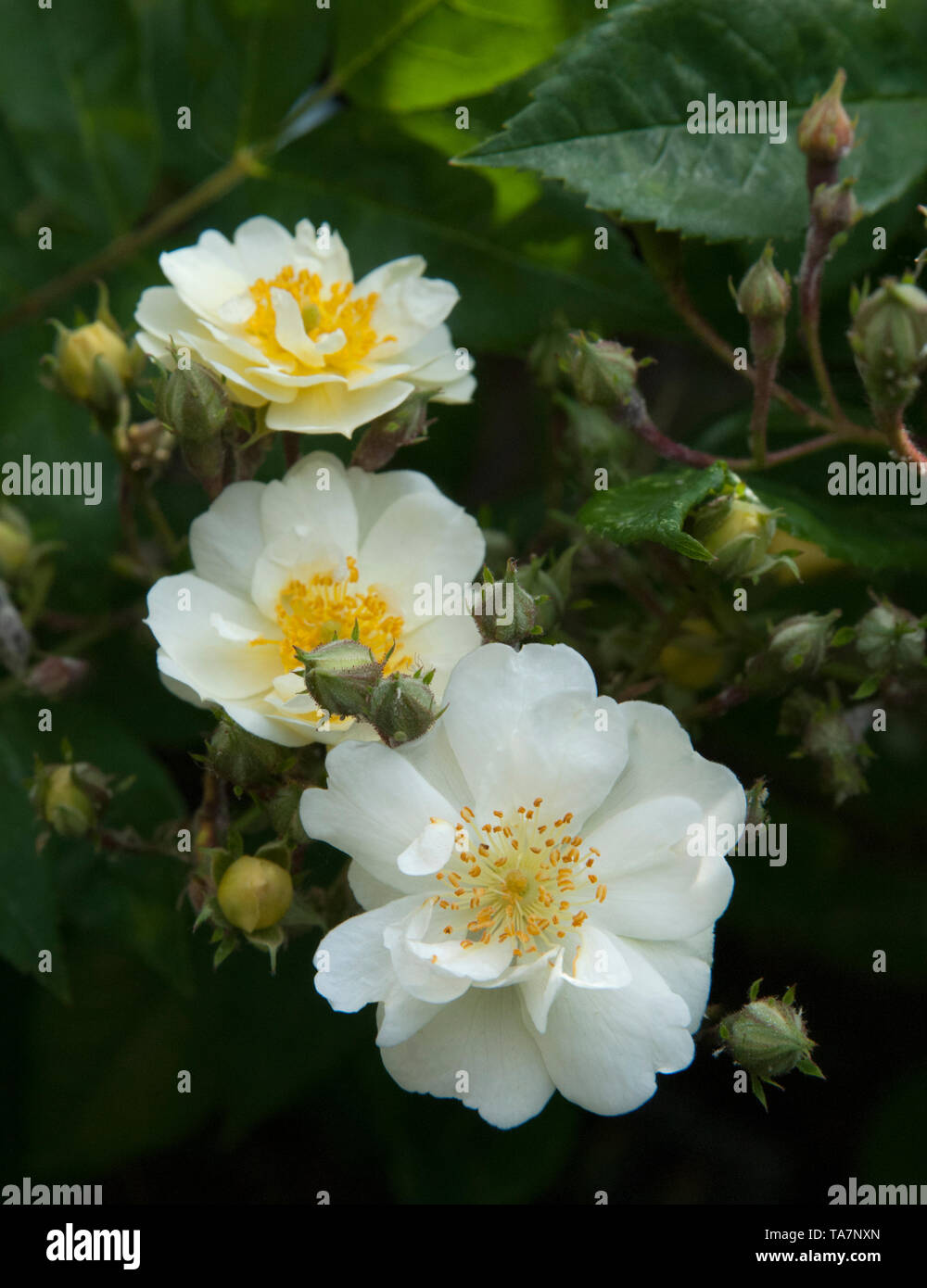 White rambling climbing rose hi-res stock photography and images - Alamy
