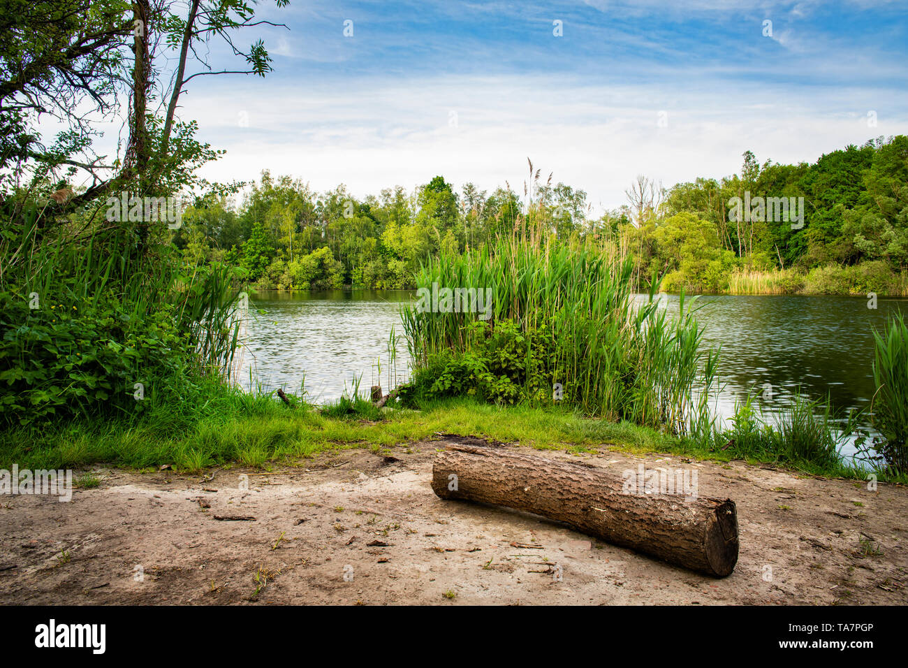 Walenhoek, Niel, Belgium: Log in front of a beautiful natural pond. Stock Photo