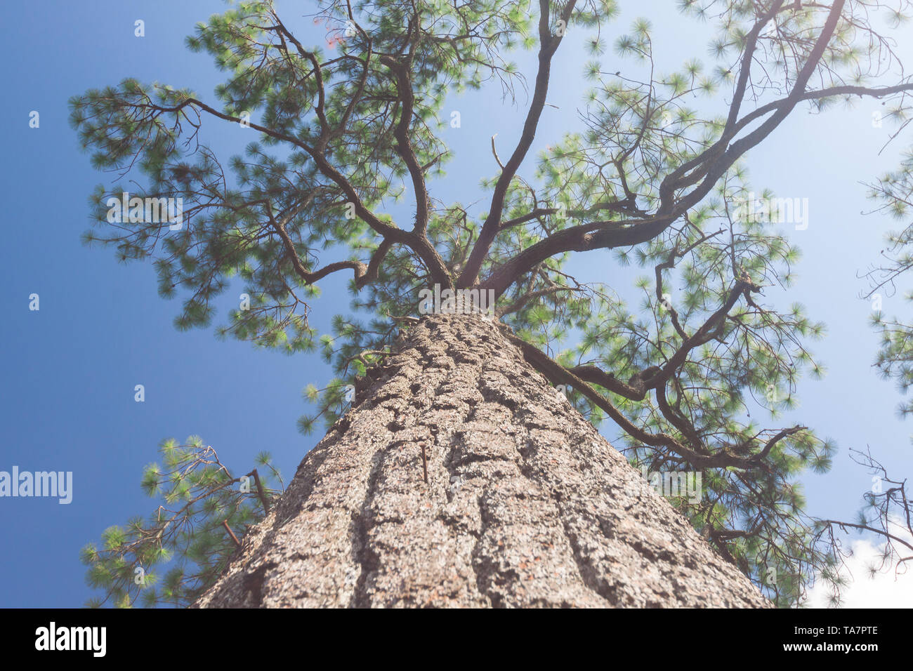 Green branches of a pine with blue sky Stock Photo - Alamy
