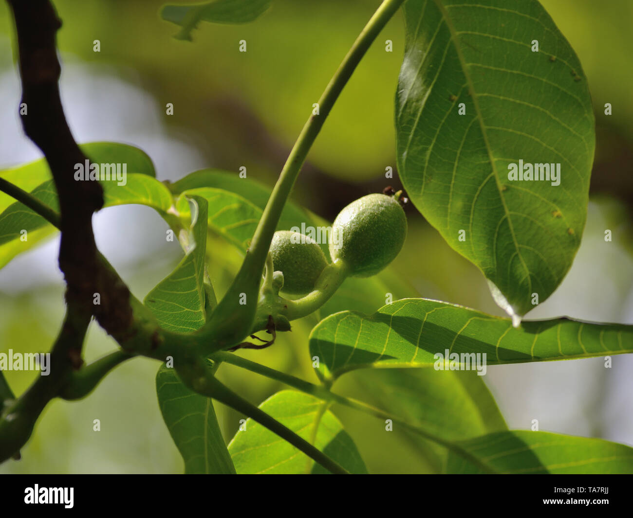 Unripe walnuts on a tree Stock Photo