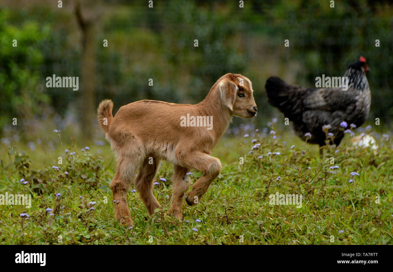 baby goat playing Stock Photo