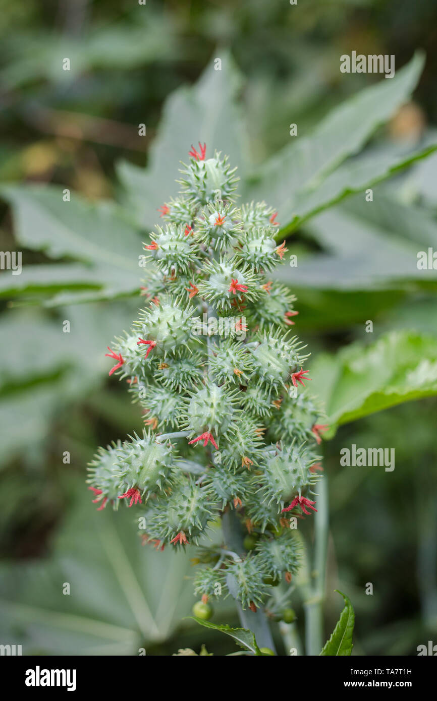 Ricinus communis, commonly known as castor oil plant. Medical seeds ...