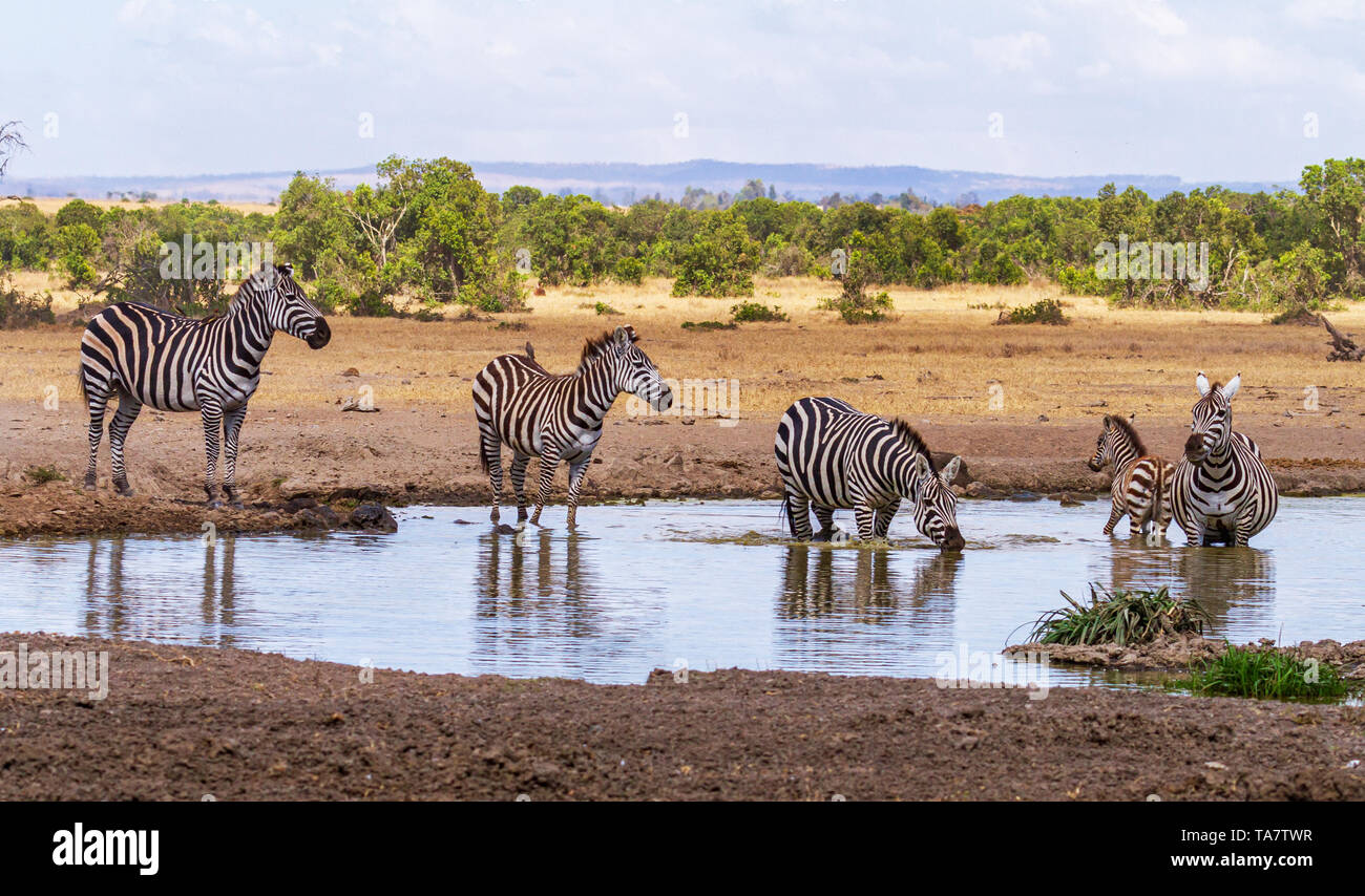 Plains zebra with oxpecker birds on back Equus quagga drinking water at waterhole Ol Pejeta Conservancy Kenya East Africa five 5 stripes striped black Stock Photo