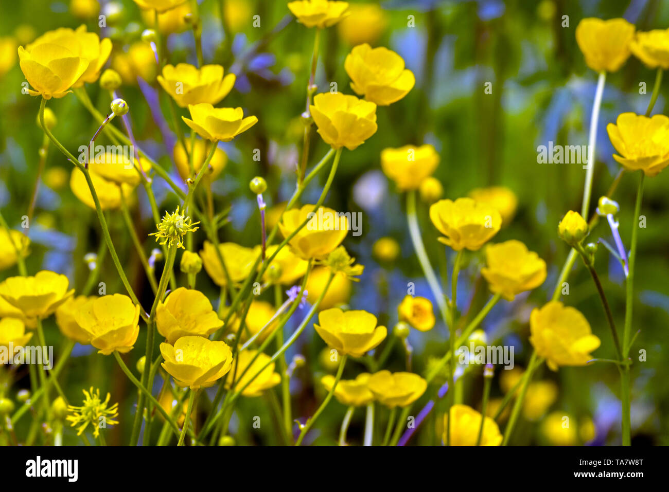 Meadow buttercup / tall buttercup / common buttercup / giant buttercup (Ranunculus acris) in flower Stock Photo