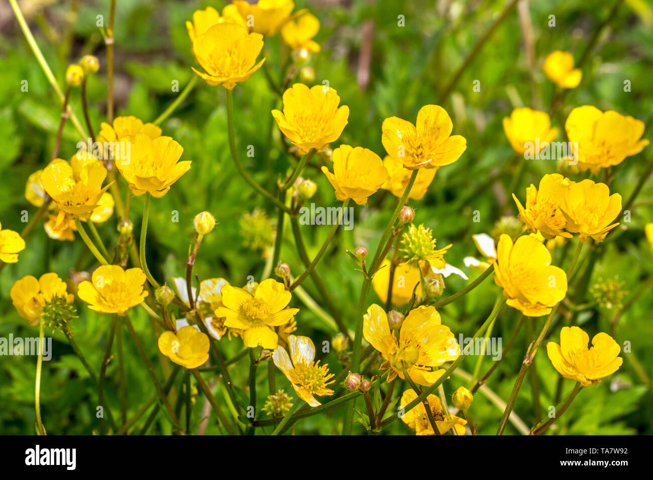 Creeping buttercup / creeping crowfoot  (Ranunculus repens) in flower Stock Photo