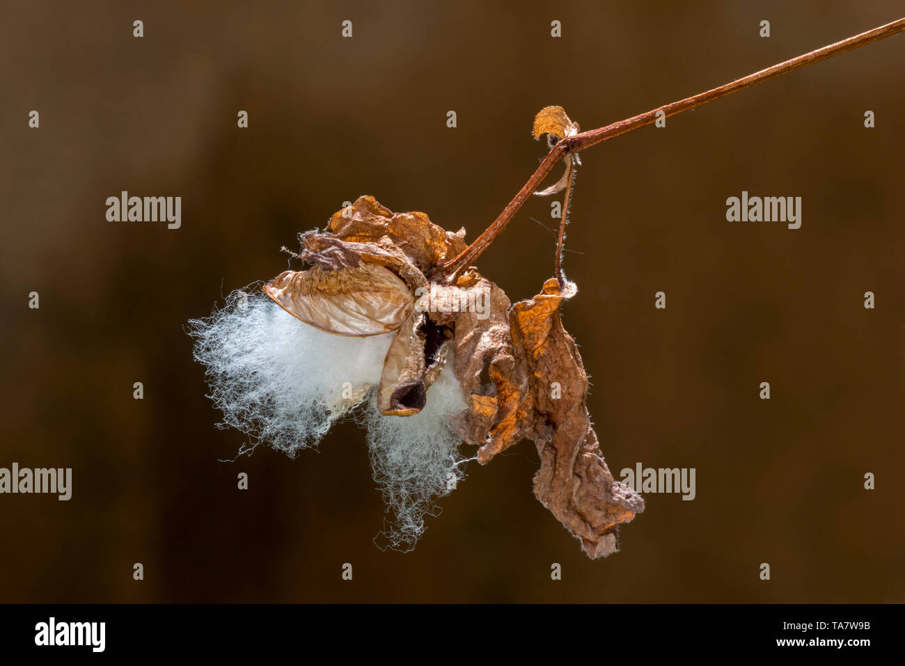 Long staple cotton / Creole cotton / sea island cotton (Gossypium barbadense) close up of cotton boll / capsule, native to tropical South America Stock Photo