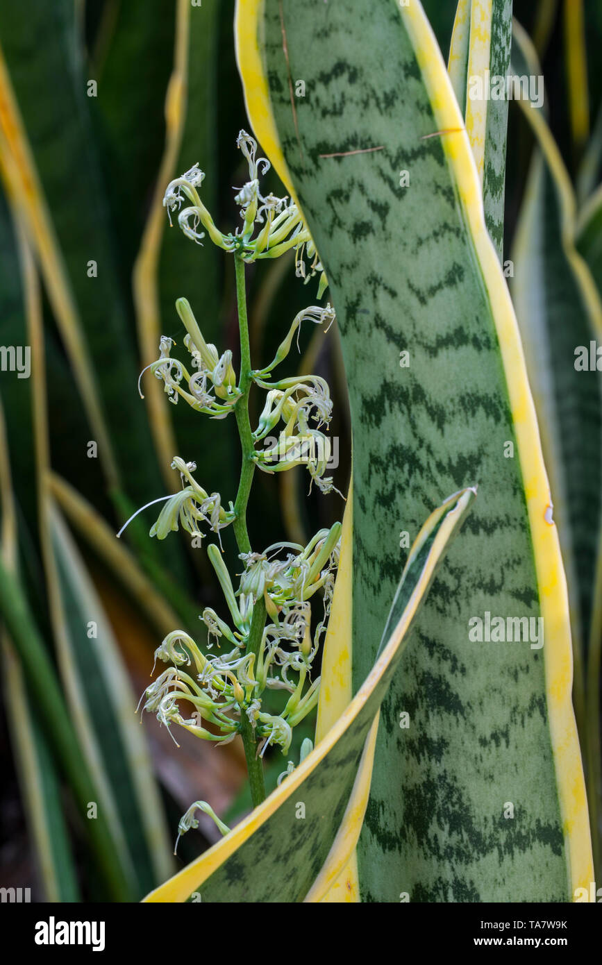 Striped mother-in-law’s tongue / snake plant / viper's bowstring hemp (Sansevieria Trifasciata Laurentii) in flower, native to tropical West Africa Stock Photo