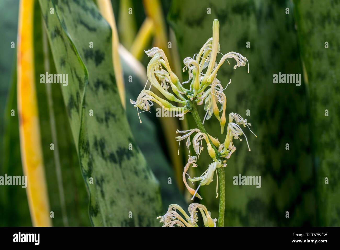 Striped Mother In Law S Tongue Snake Plant Viper S Bowstring Hemp Sansevieria Trifasciata Laurentii In Flower Native To Tropical West Africa Stock Photo Alamy,How To Play Gin Rummy Video