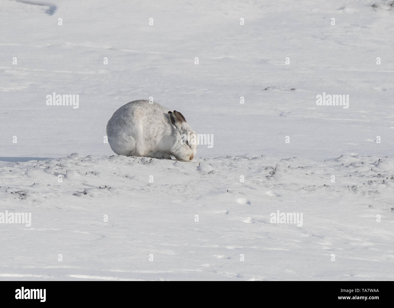 Mountain hare, Cairngorm National Park, Scotland Stock Photo Alamy