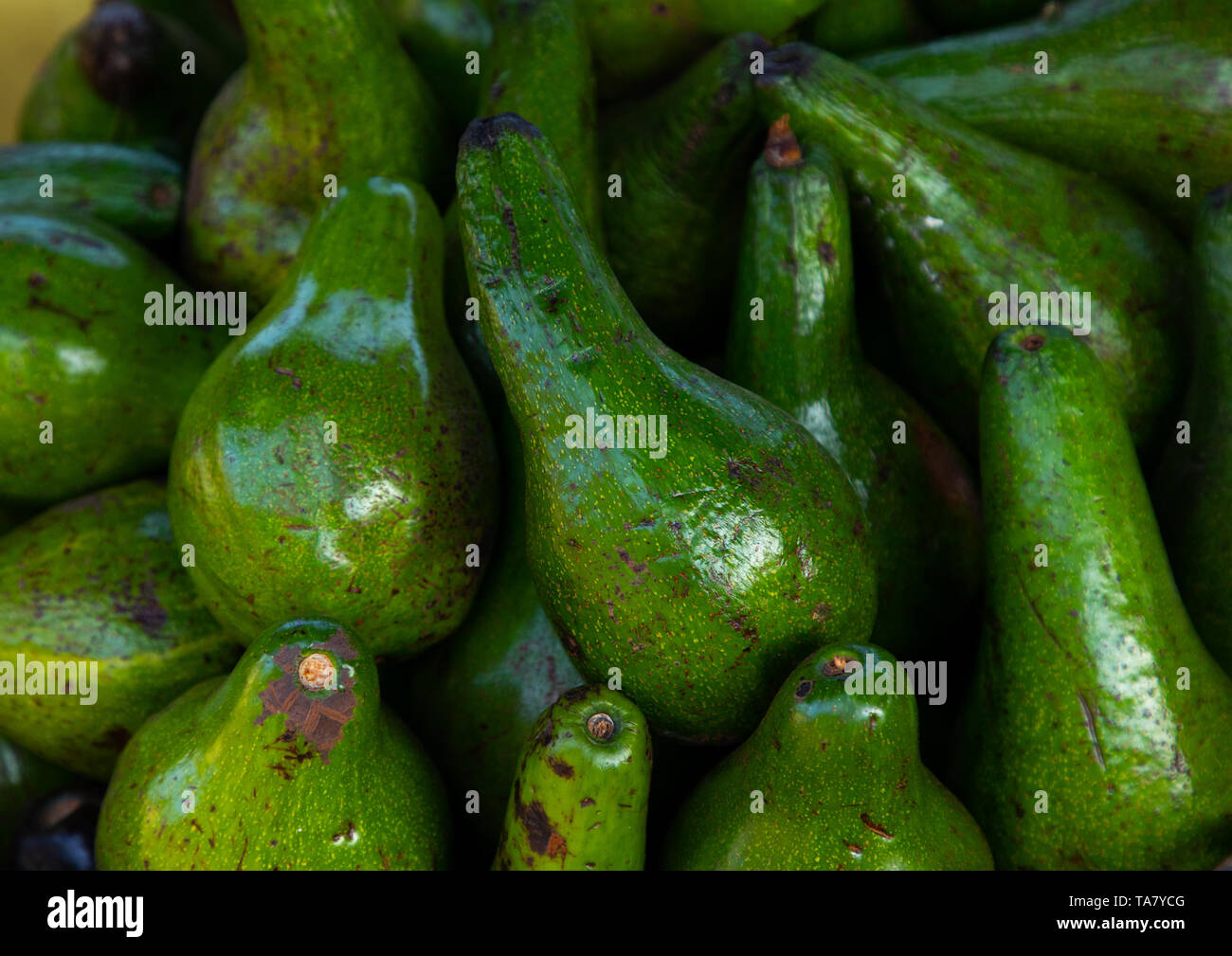 Avocadoes for sale in a market, Moyen-Comoé, Abengourou, Ivory Coast Stock Photo