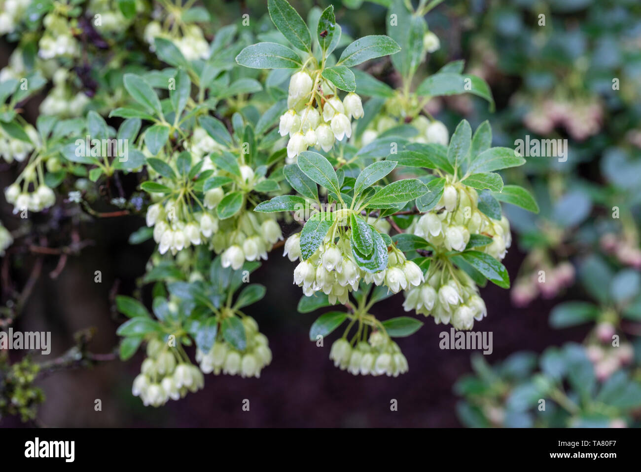 Close up of the white bell shaped flowers from Enkianthus campanulatus albiflorus, England, UK Stock Photo
