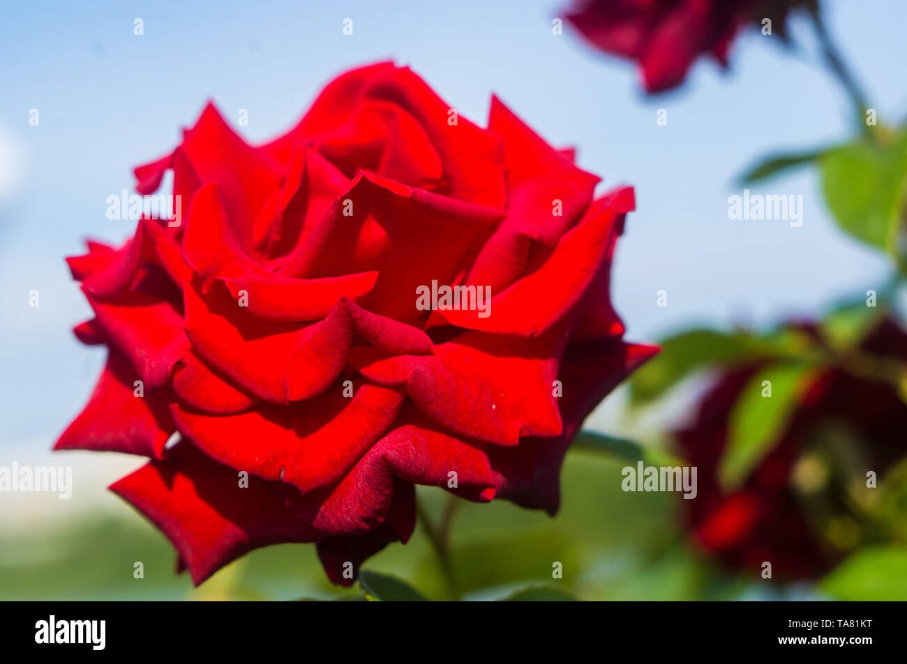Red Rose flower on green background. Nature Stock Photo - Alamy