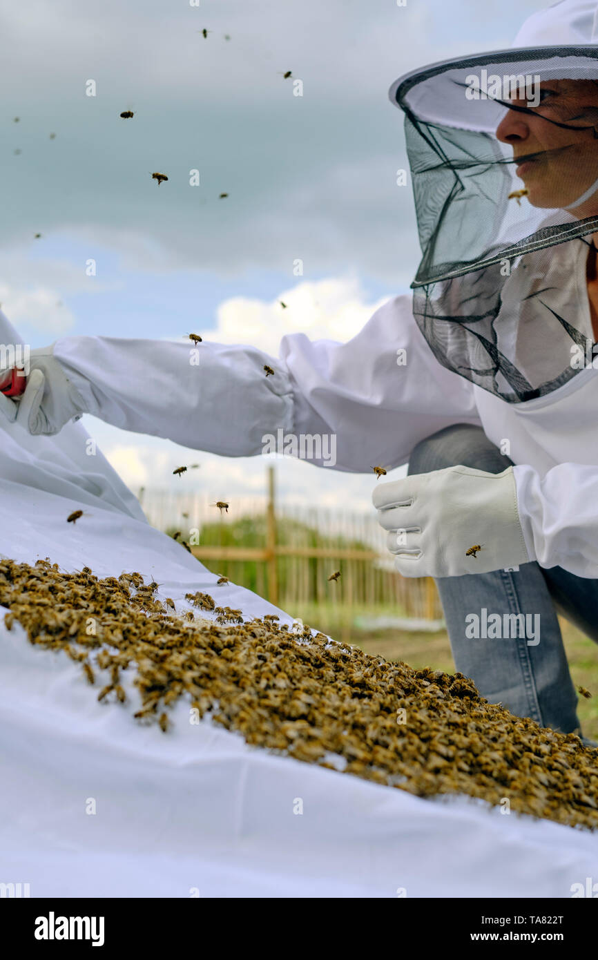 A Beekeeper or apiarist wearing a typical white smock with a hat and veil while introducing a swarm to a new hive using a white sheet and ramp. Stock Photo