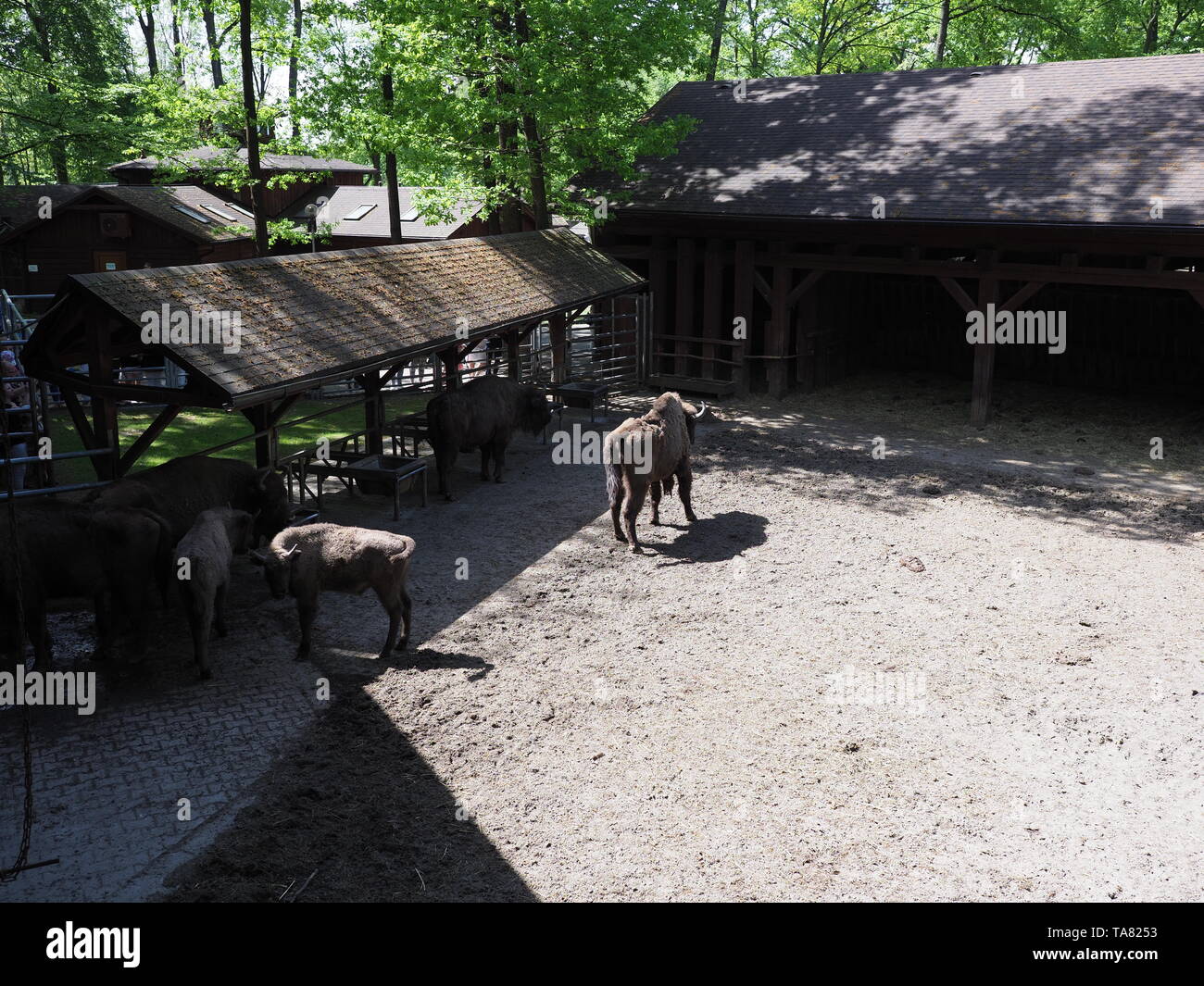 Scenery of family of wild european bisons stand on sandy ground in enclosure at city of Pszczyna, Poland in 2018 warm sunny spring day on May. Stock Photo