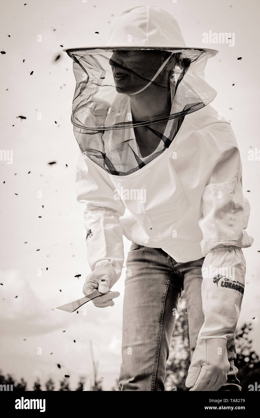 A beekeeper or apiarist wearing a typical white protective smock with a hat and veil while working with her bees - beekeeping / apiculture. B/W Stock Photo