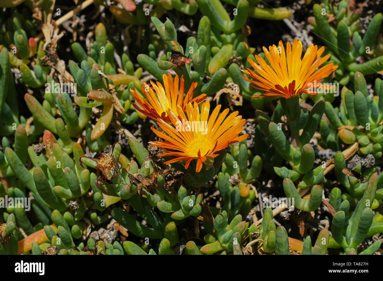 close up of orange ice plant - lampranthus Stock Photo
