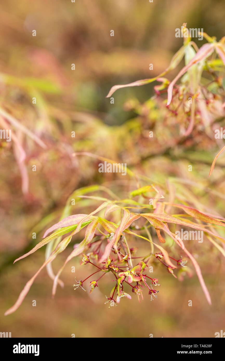 Close up of the leaves and flower of Acer palmatum 'Villa Taranto', England, UK Stock Photo