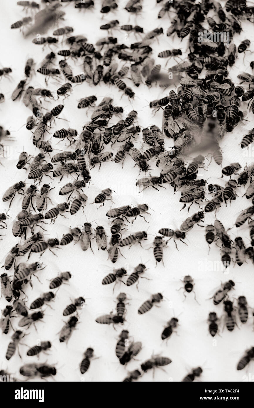A swarm of honey bees on a white sheet at a new hive location communicating by waggle dance - waggle dancing. Stock Photo