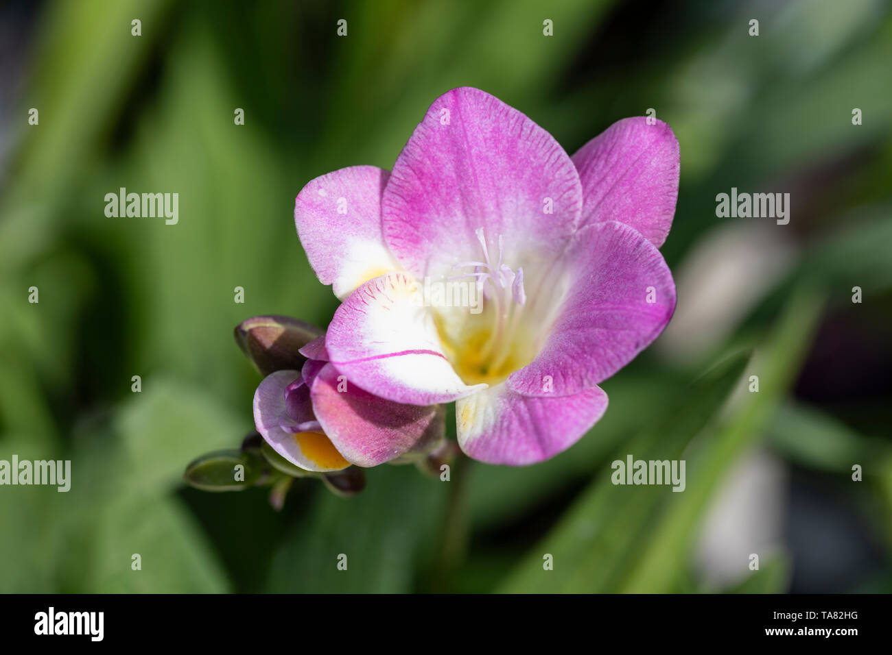 Close up of Freesia - Fragrant Pink Sunburst, UK Stock Photo