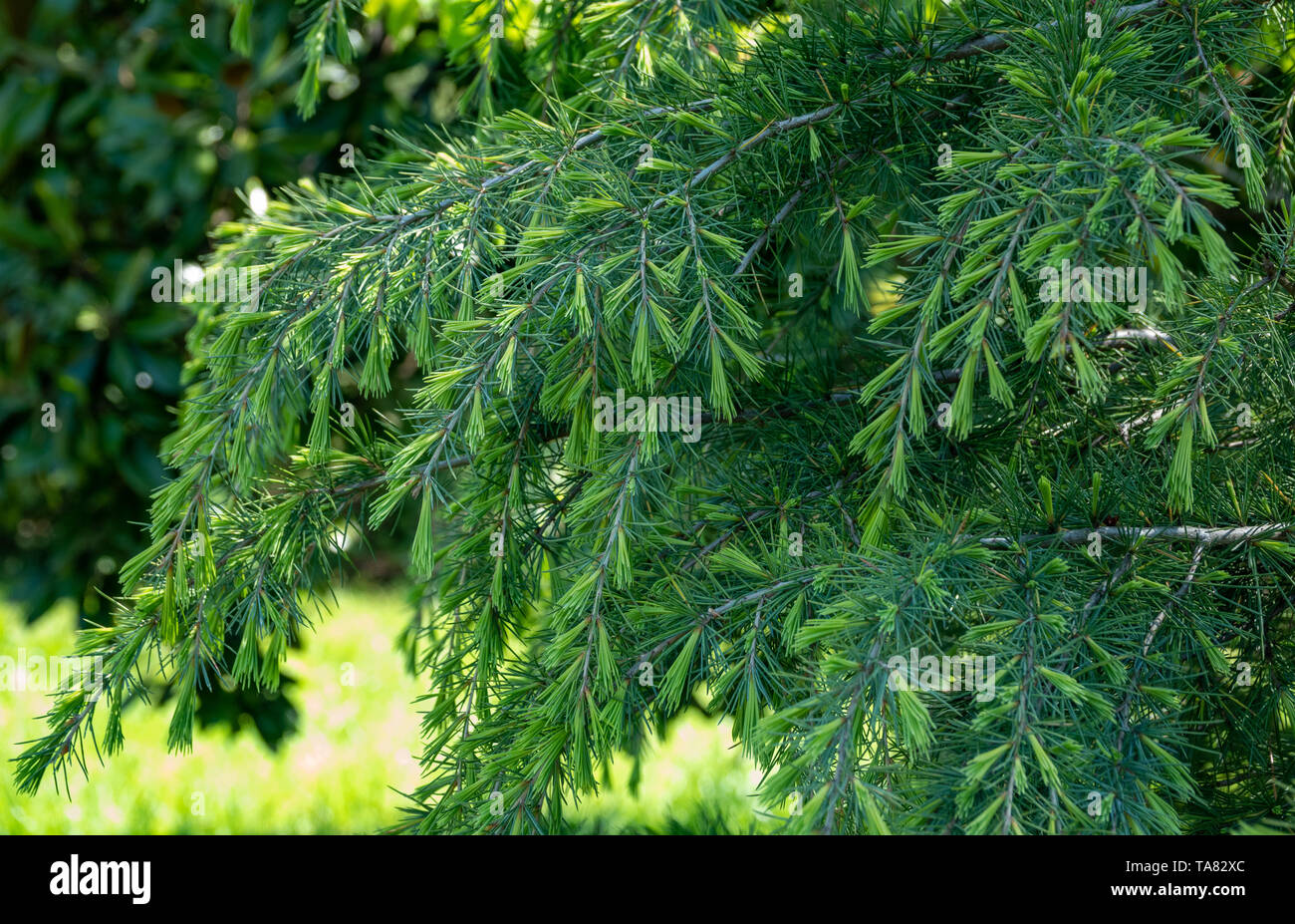 Fresh cut pine branches hi-res stock photography and images - Alamy