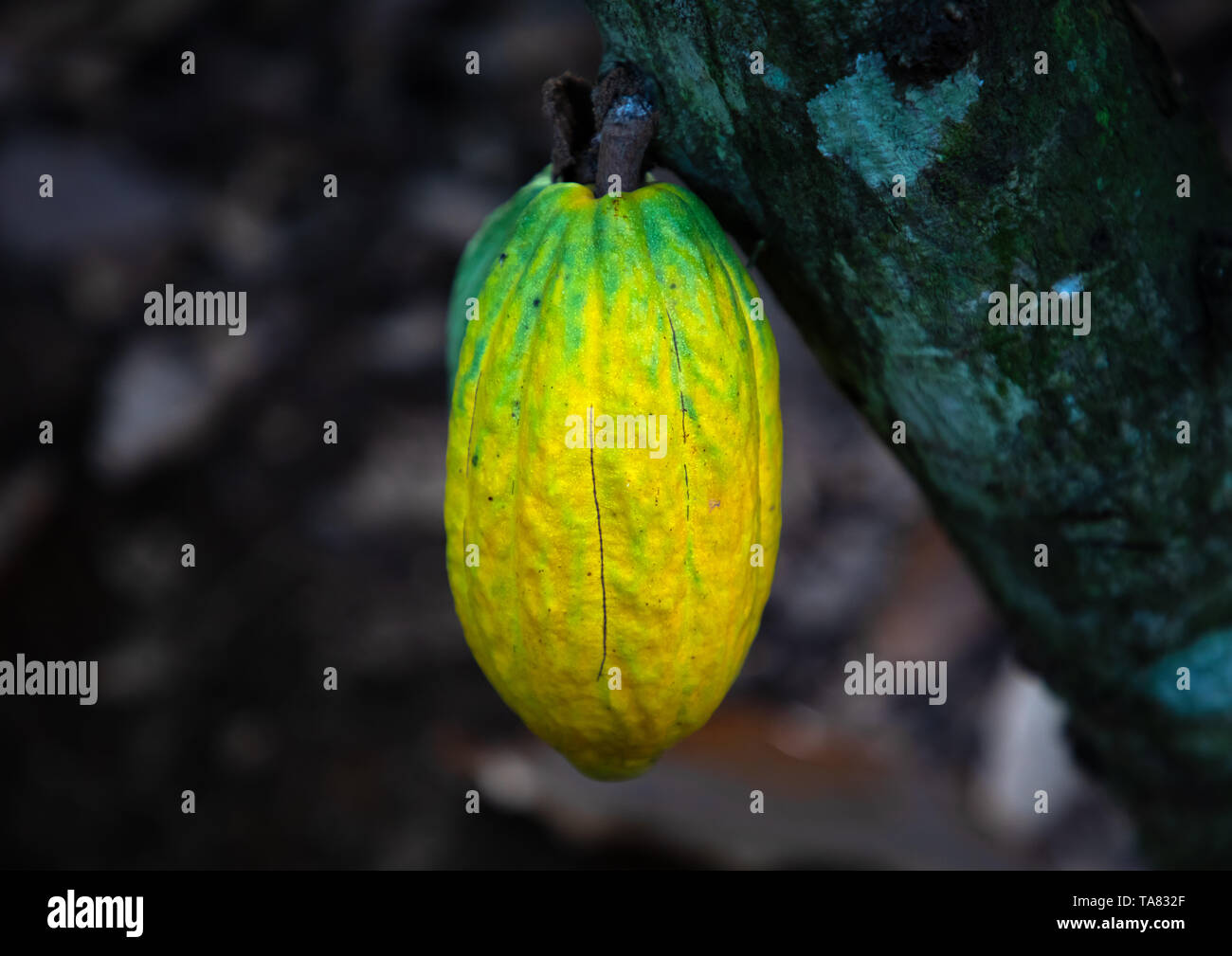 Yellow cocoa pod on the tree, Région des Lacs, Yamoussoukro, Ivory Coast Stock Photo