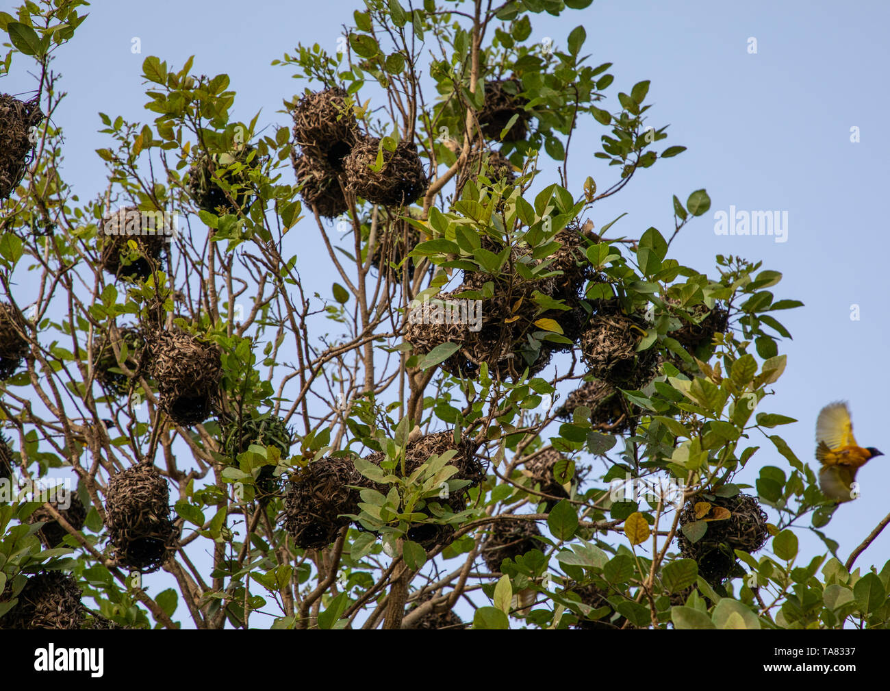 Yellow weaver birds nests, Savanes district, Yamoussoukro, Ivory Coast Stock Photo