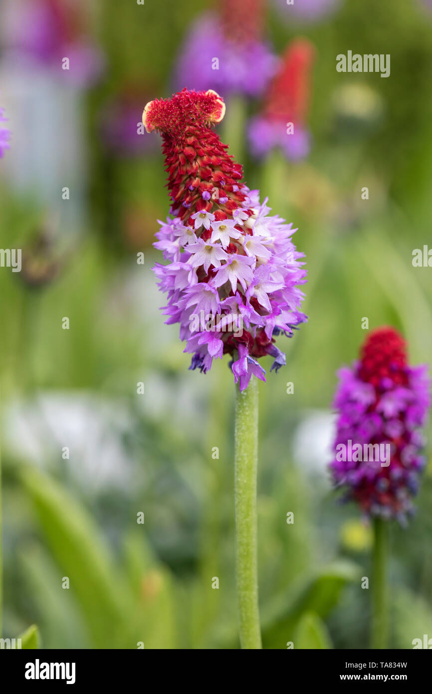 Close up of Primula vialii /  Vial's primrose / orchid primrose flowering in an English garden, UK Stock Photo