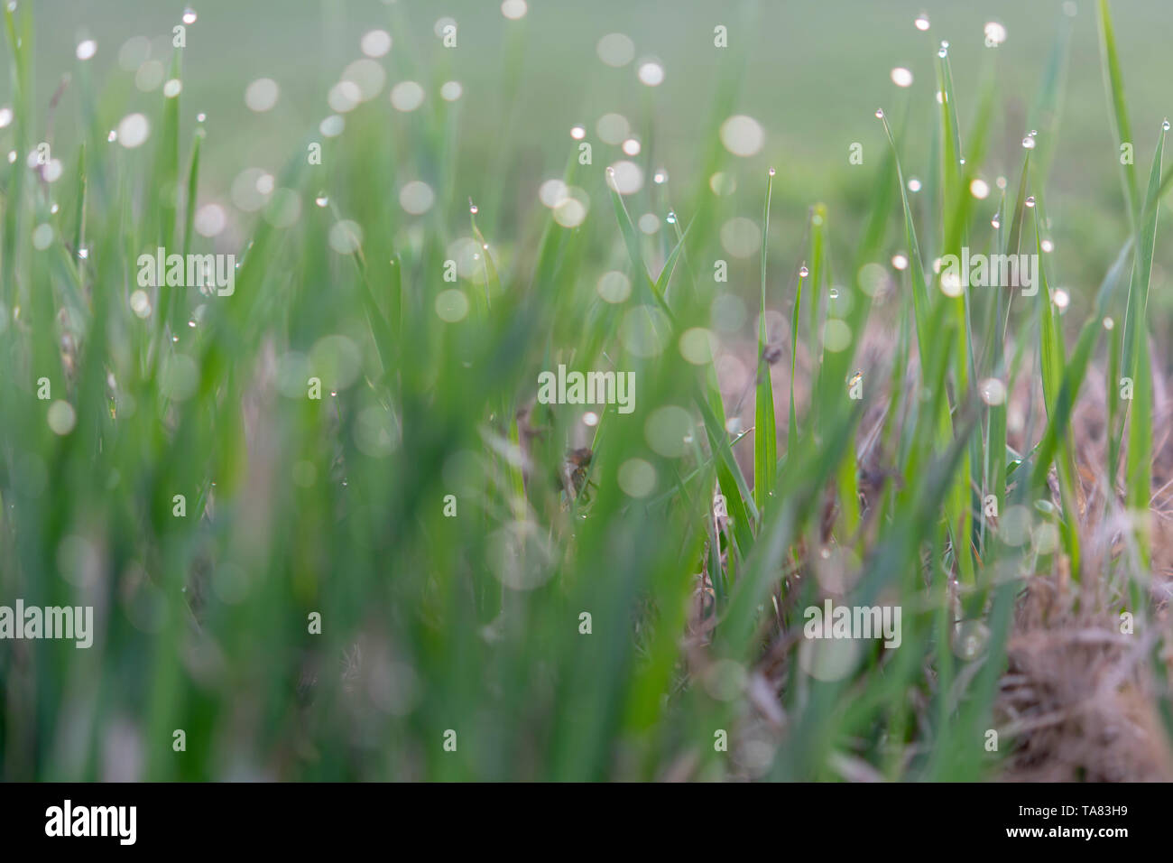 morning dew on grass leaves Stock Photo