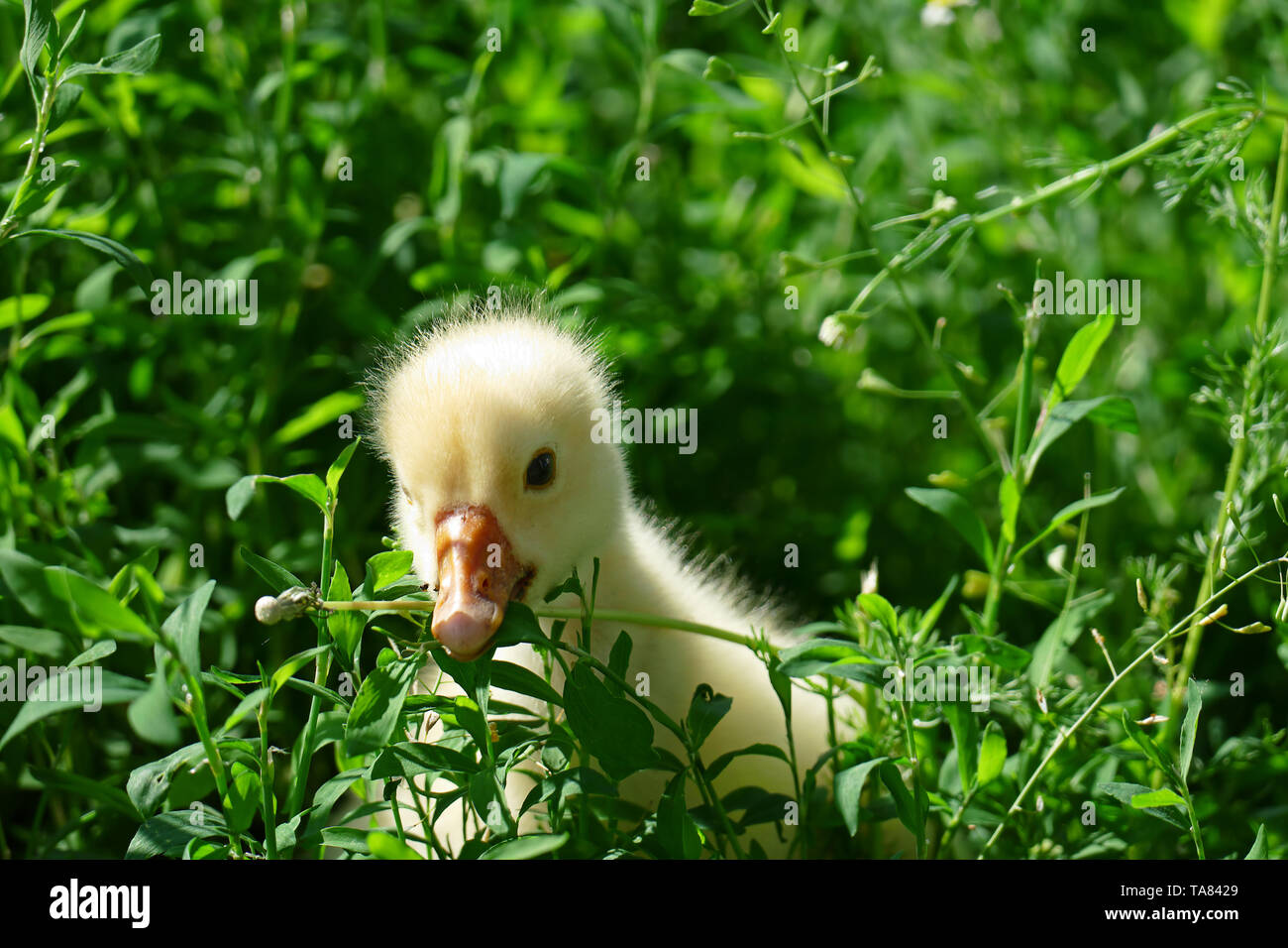 Baby goose eats green juicy grass on lawn. Copy space Stock Photo