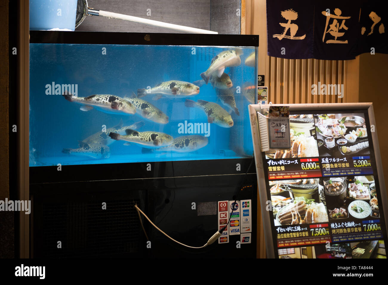 Osaka, Japan - November 02 2018: Live Fugu fish in a restauraunt aquarium in Osaka, Japan. Stock Photo