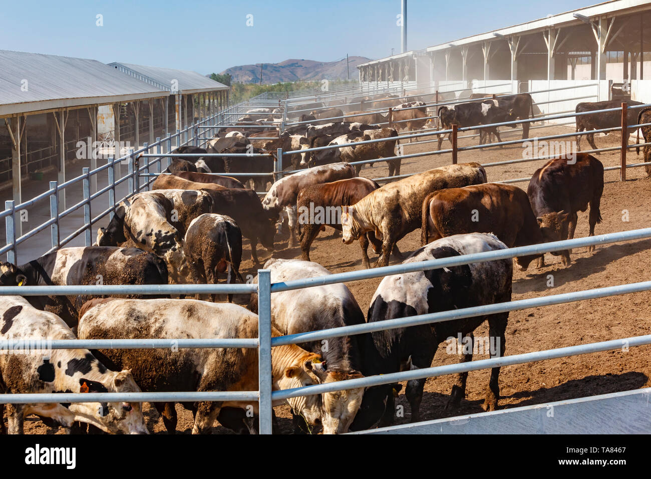 Cows and bulls, organic cattle farm, Marmara region, Turkey Stock Photo