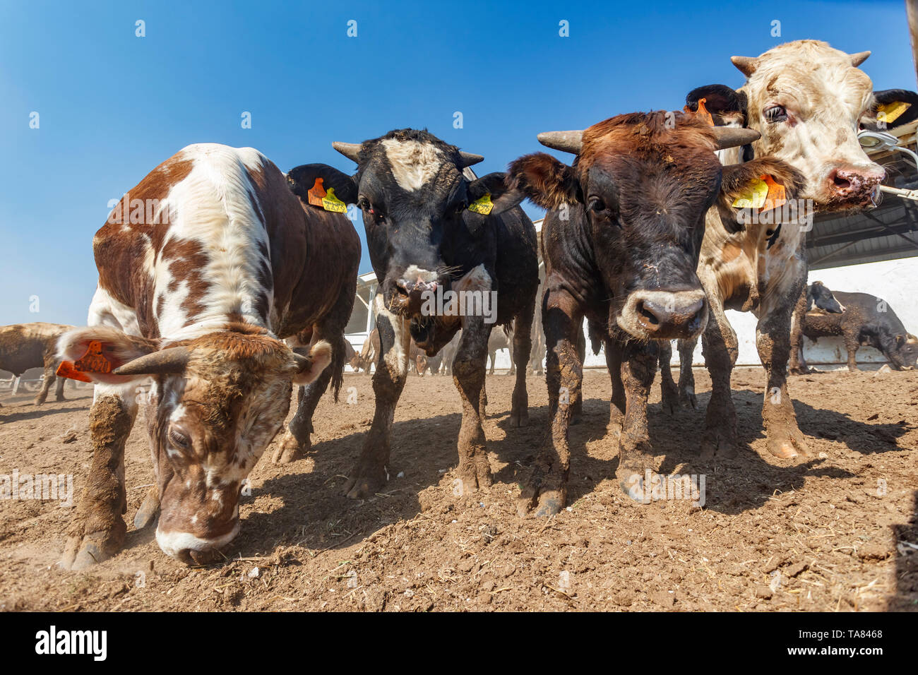 Bulls, organic cattle farm, Marmara region, Turkey Stock Photo