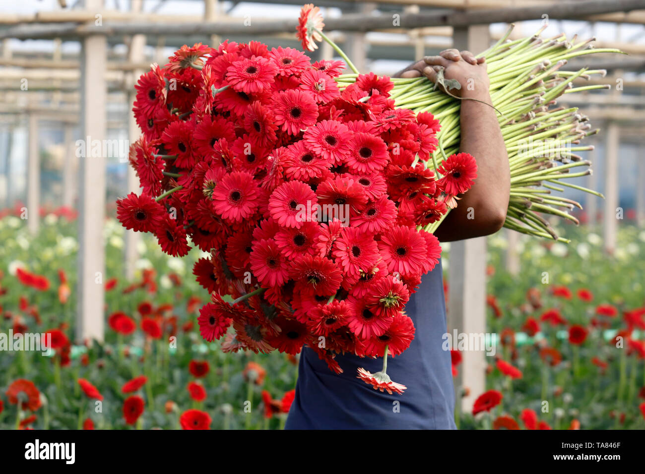 A farmer carries a bundle of Gerbera flowers at a field in Manikganj, Bangladesh. Stock Photo