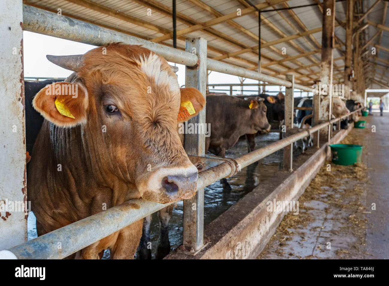Cows, organic cattle farm, Marmara region, Turkey Stock Photo