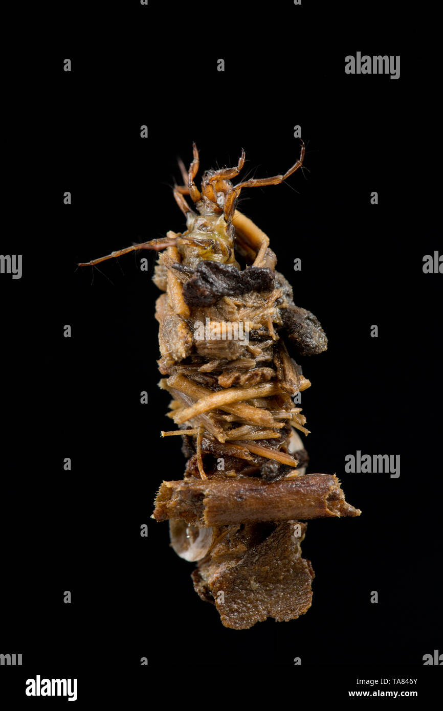 Caddis larva UK Stock Photo Alamy