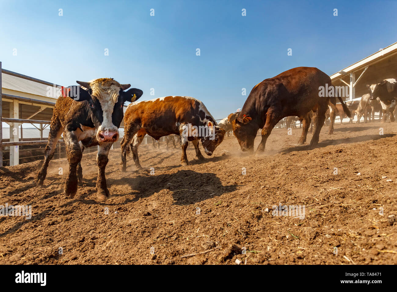 Bulls, organic cattle farm, Marmara region, Turkey Stock Photo