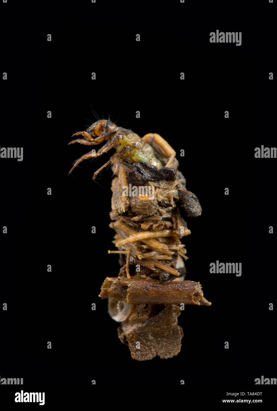 Caddis larva UK Stock Photo - Alamy
