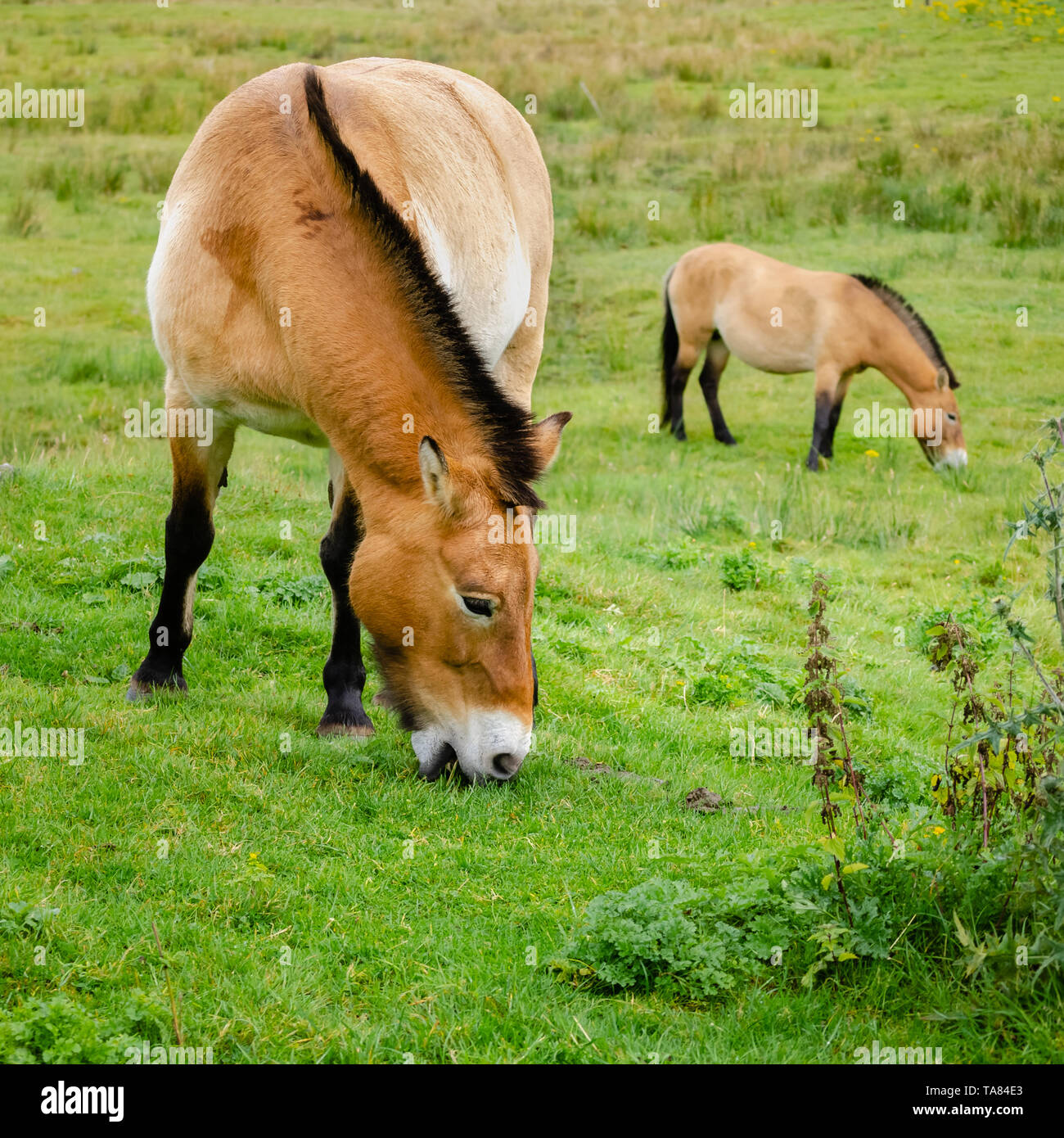 An image of two Asian Wild ponies grazing.  The horses are very rare and also go by the name of Prszewalski’s Horse, the Mongolian Wild Horse or Dzung Stock Photo