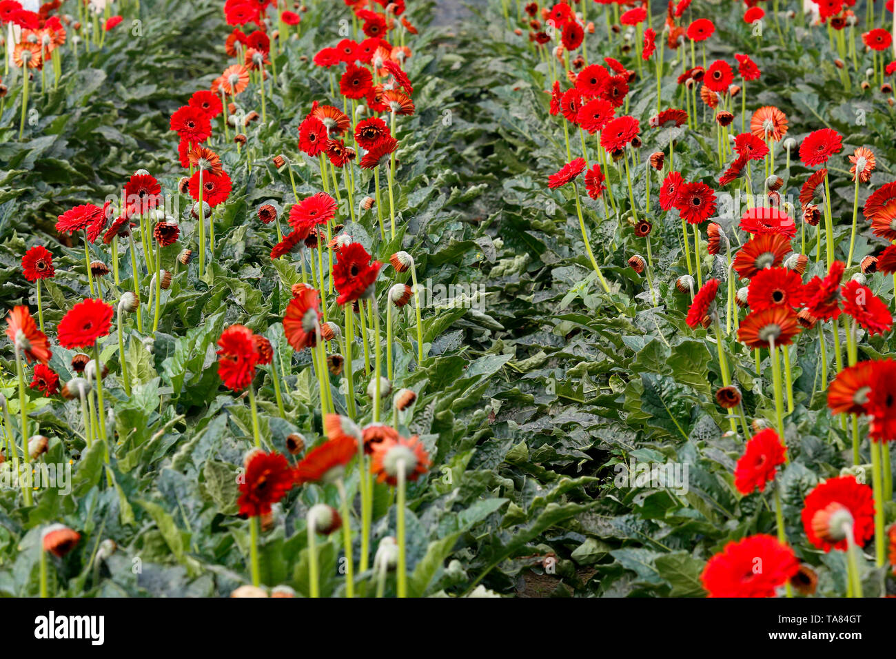 Gerbera flowers at a field in Manikganj, Bangladesh. Stock Photo