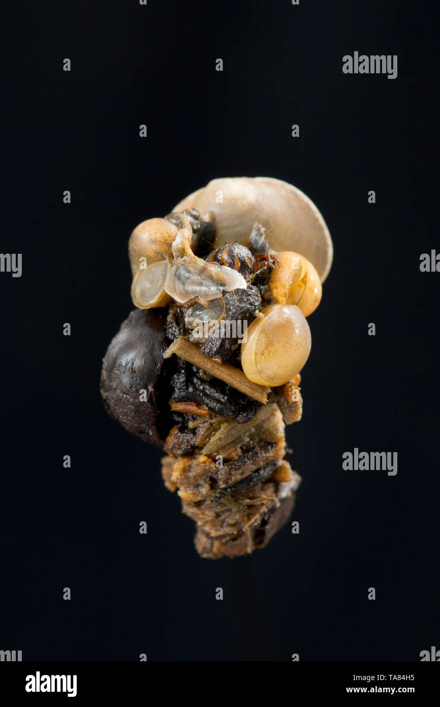Caddis larva UK Stock Photo - Alamy
