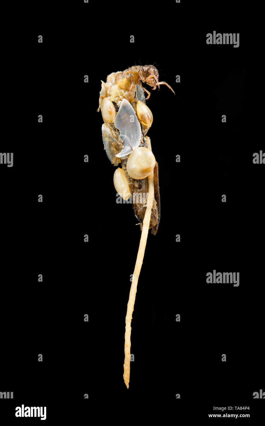 Caddis larva UK Stock Photo Alamy